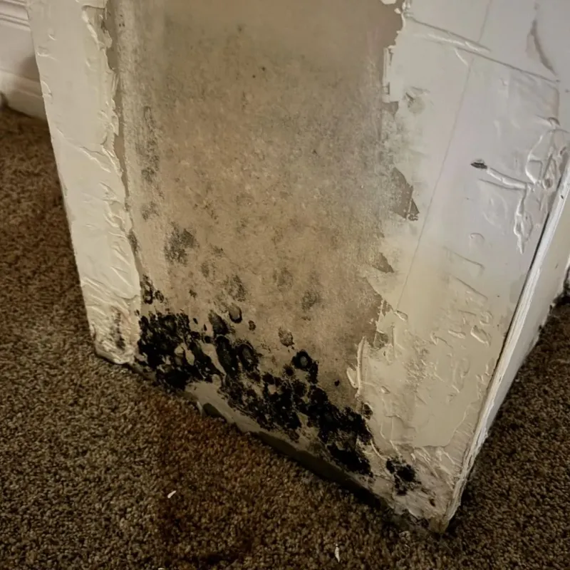 Professional Mold Removal in Columbus, GA